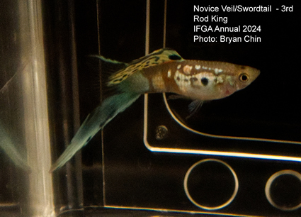 guppy  swordtail